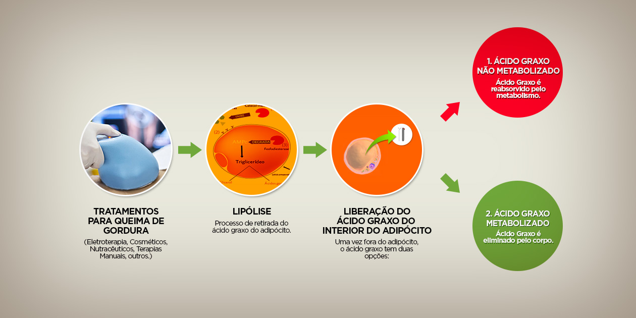 trajetoria acido graxo
